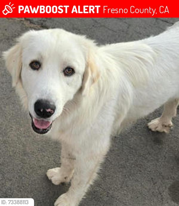 Lost Male Dog last seen fowler Ave and E Conejo Ave, Fresno County, CA 93662