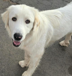 Lost Male Dog last seen fowler Ave and E Conejo Ave, Fresno County, CA 93662