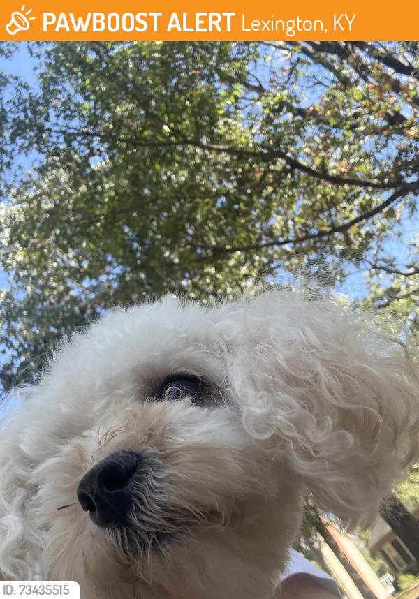Found/Stray Female Dog last seen Squire oaks, Lexington, KY 40515