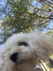 Found/Stray Female Dog last seen Squire oaks, Lexington, KY 40515