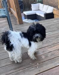 Found/Stray Unknown Dog last seen Near e Dartmouth ave, Denver, CO 80231