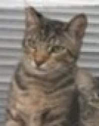 Reunited Male Cat last seen Obispo and Deerford, Lakewood, CA 90712