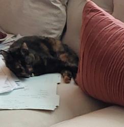 Reunited Female Cat last seen Near hancock dr, Kernersville, NC 27284