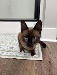 Found/Stray Male Cat last seen West Smiths Station Elementary, Smiths Station, AL 36877