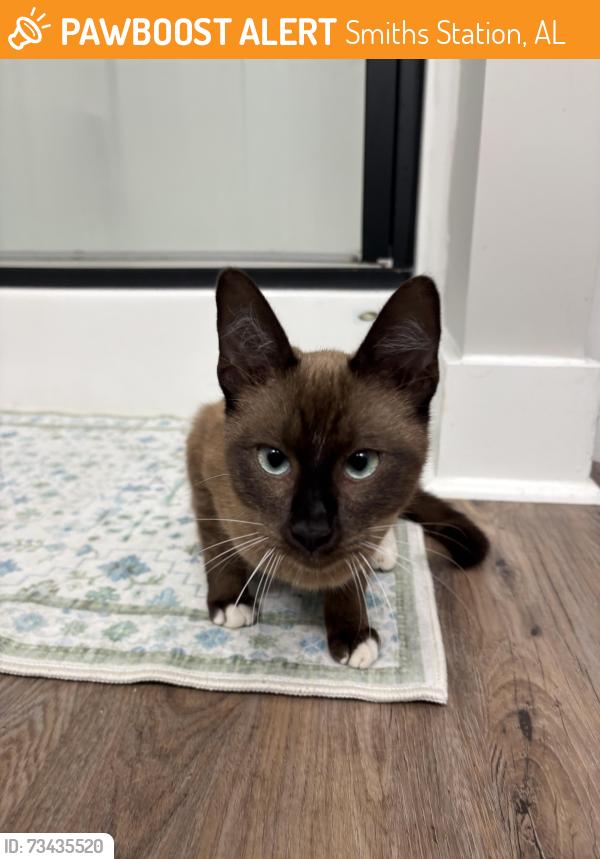 Found/Stray Male Cat last seen West Smiths Station Elementary, Smiths Station, AL 36877