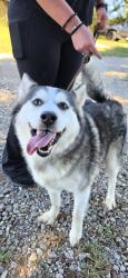 Reunited Male Dog last seen Hwy 78 & 83, Monroe, Waffle hse, Monroe, GA 30656