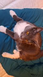 Lost Female Cat last seen On the rock church, Tacoma, WA 98409