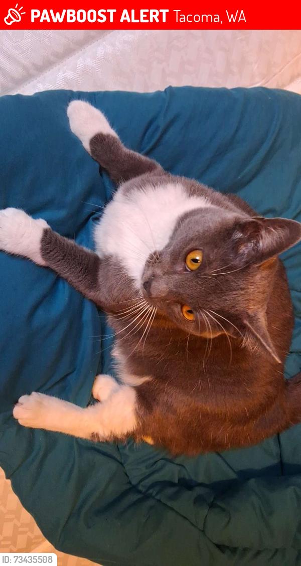 Lost Female Cat last seen On the rock church, Tacoma, WA 98409