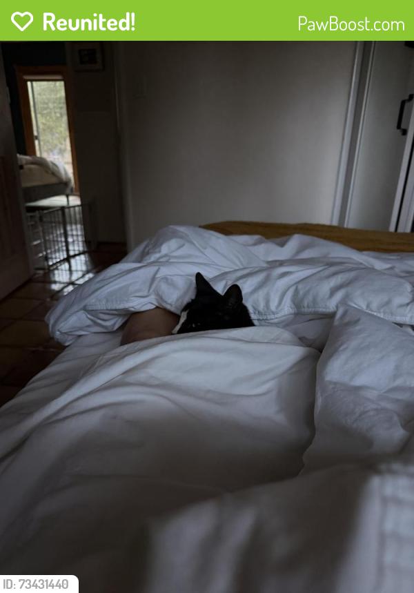 Reunited Female Cat last seen Catarina and Meadowvale, Santa Ynez, CA 93460