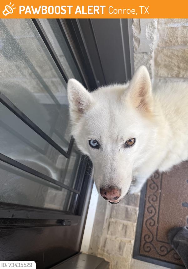 Found/Stray Male Dog last seen Barton creek, Conroe, TX 77301