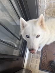 Found/Stray Male Dog last seen Barton creek, Conroe, TX 77301