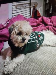 Lost Female Dog last seen Near, Chicago, IL 60619