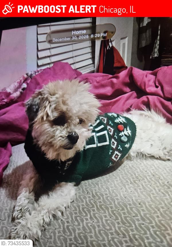 Lost Female Dog last seen Near, Chicago, IL 60619