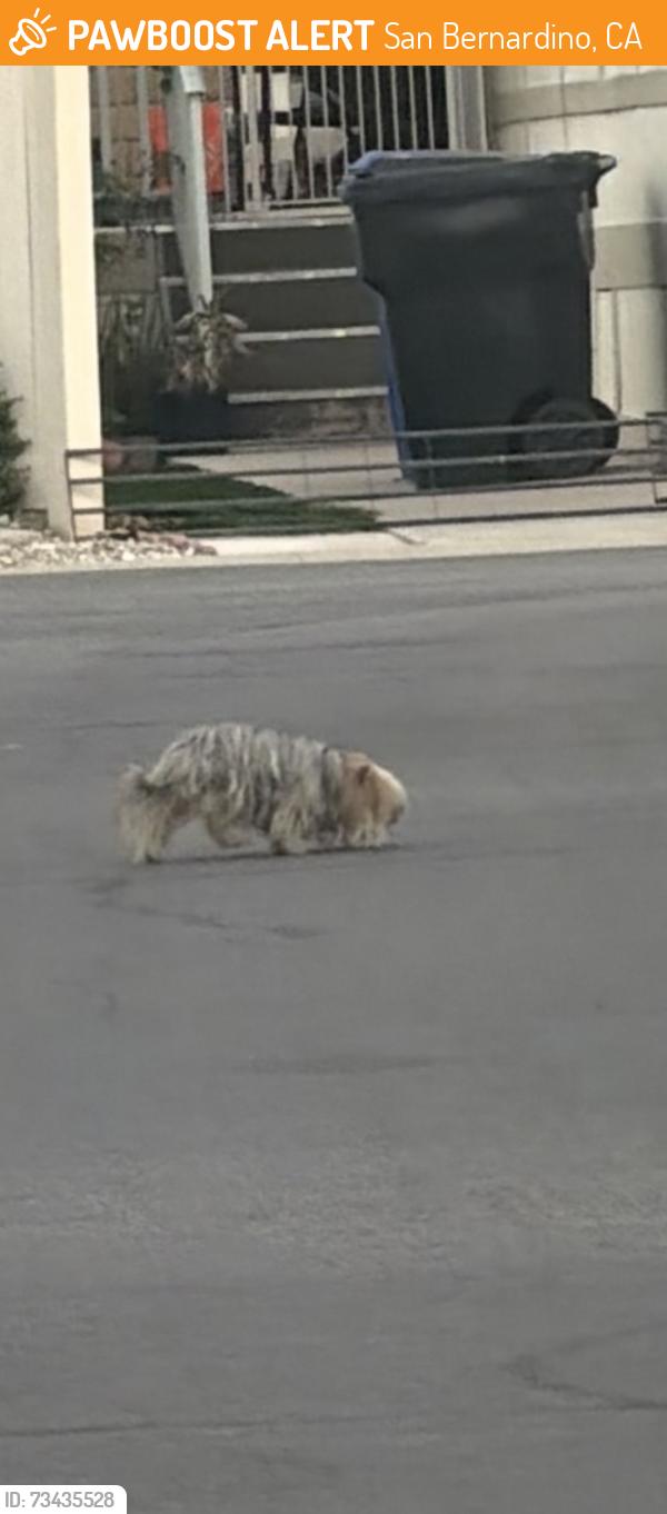 Found/Stray Unknown Dog last seen Near w rialto ave, San Bernardino, CA 92410