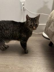 Found/Stray Unknown Cat last seen Corner of Keene Rd & Paradise Way, West Richland, West Richland, WA 99353