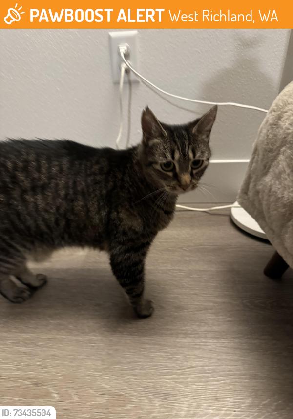 Found/Stray Unknown Cat last seen Corner of Keene Rd & Paradise Way, West Richland, West Richland, WA 99353