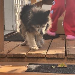 Found/Stray Unknown Dog last seen Windsor Court Mobile ests, Lakewood, WA 98499