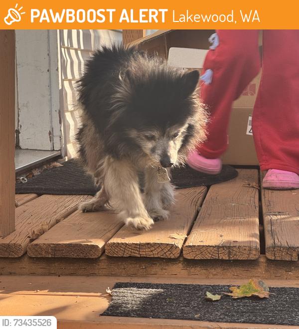 Found/Stray Unknown Dog last seen Windsor Court Mobile ests, Lakewood, WA 98499
