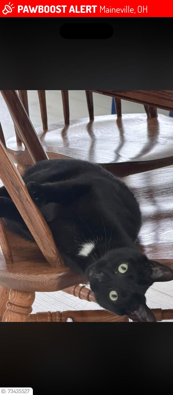 Lost Male Cat last seen Montgomery Rd and 22-3, Maineville, OH 45039