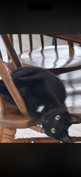 Lost Male Cat last seen Montgomery Rd and 22-3, Maineville, OH 45039