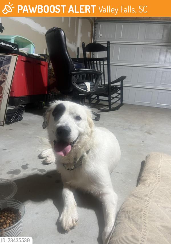 Found/Stray Female Dog last seen Kilead Court and upper valley falls road, Valley Falls, SC 29316
