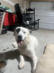 Found/Stray Female Dog last seen Kilead Court and upper valley falls road, Valley Falls, SC 29316