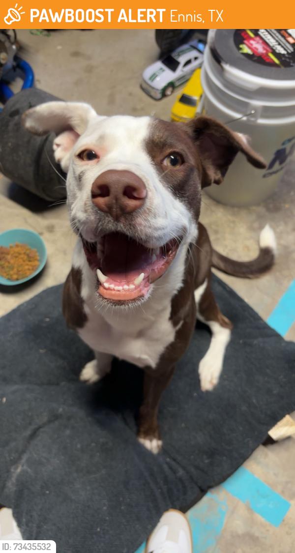 Found/Stray Female Dog last seen Liska rd, Ennis, TX 75119