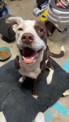 Found/Stray Female Dog last seen Liska rd, Ennis, TX 75119