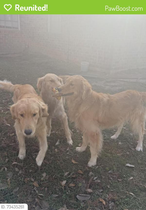 Reunited Male Dog last seen Holderrieth Rd and Cherry St, Tomball, TX 77375