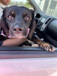 Shelter Stray Female Dog last seen RODRIGUEZ PARK, 4710 TX-151, San Antonio, TX 78227, USA