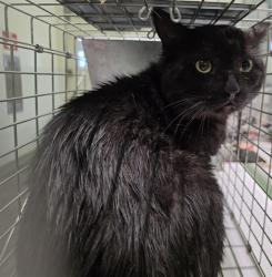Shelter Stray Male Cat last seen , 1850 W 60th St, Los Angeles, CA 90047, USA