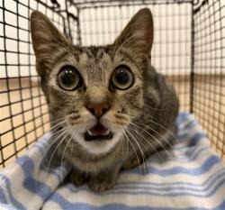 Shelter Stray Female Cat last seen FRONT OF SHELTER, 16 Barnes Ct, Hayward, CA 94544, USA