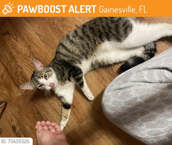 Found/Stray Unknown Cat last seen Bivens cndmniums SW 14th drive, Gainesville, FL 32608