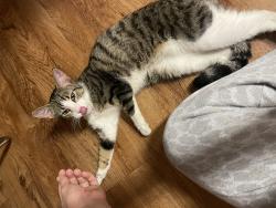 Found/Stray Unknown Cat last seen Bivens cndmniums SW 14th drive, Gainesville, FL 32608