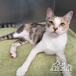 Shelter Stray Female Cat last seen REGAL/ROLLING GREEN, 92620, 6443 Oak Canyon, Irvine, CA 92618, USA