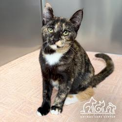 Shelter Stray Female Cat last seen REGAL/ROLLING GREEN, 92620, 6443 Oak Canyon, Irvine, CA 92618, USA