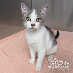 Shelter Stray Female Cat last seen REGAL/ROLLING GREEN, 92620, 6443 Oak Canyon, Irvine, CA 92618, USA