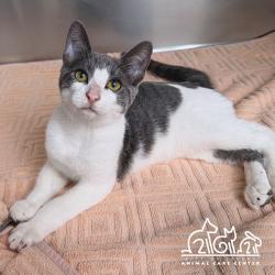 Shelter Stray Male Cat last seen REGAL/ROLLING GREEN, 92620, 6443 Oak Canyon, Irvine, CA 92618, USA