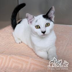 Shelter Stray Male Cat last seen REGAL/ROLLING GREEN, 92620, 6443 Oak Canyon, Irvine, CA 92618, USA