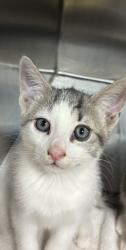 Shelter Stray Male Cat last seen , 957 N Gaffey St, San Pedro, CA 90731, USA