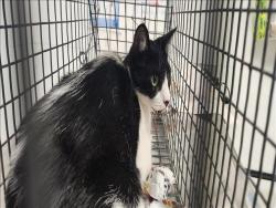 Shelter Stray Unknown Cat last seen , 11361 W Pico Blvd, Los Angeles, CA 90064, USA