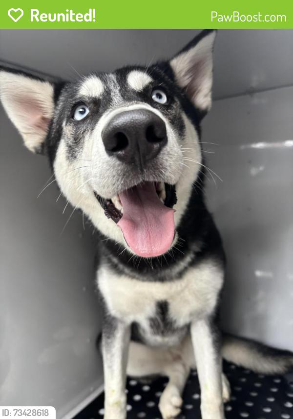 Reunited Female Dog last seen Memorial St, Fairfax County, VA 22310