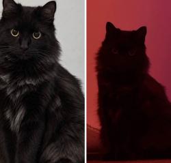 Lost Male Cat last seen Snipe Retail, - 51 droylsden road, Audenshaw, England M34 5SP