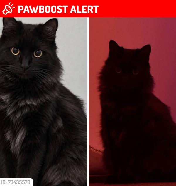 Lost Male Cat last seen Snipe Retail, - 51 droylsden road, Audenshaw, England M34 5SP