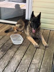 Reunited Female Dog last seen Wana, Mableton, GA 30126