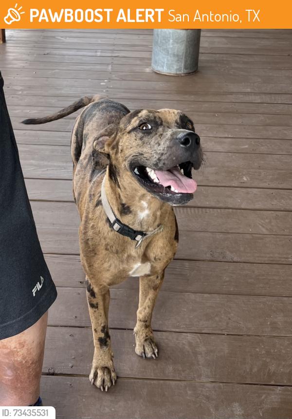 Found/Stray Female Dog last seen Legacy Park, San Antonio, TX 78228
