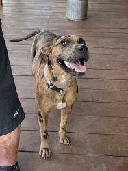 Found/Stray Female Dog last seen Legacy Park, San Antonio, TX 78228