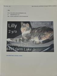 Lost Female Cat last seen The Farm, Myrtle Beach, SC 29579