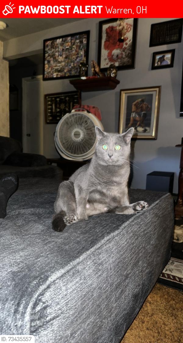 Lost Male Cat last seen Parkman rd nw, Warren, OH 44483