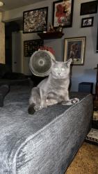 Lost Male Cat last seen Parkman rd nw, Warren, OH 44483